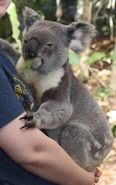 Koala-anna